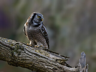 Northern Hawk Owl on tree branch against gray brown blur background