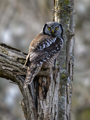 Northern Hawk Owl on tree branch against gray brown blur background