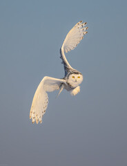 Female Snowy Owl in flight on blue sky - obrazy, fototapety, plakaty