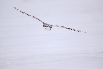 Fototapeta premium Female Snowy Owl in flight over farmer's field covered in snow 