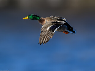 Obraz premium Male mallard in flight against brown blue background