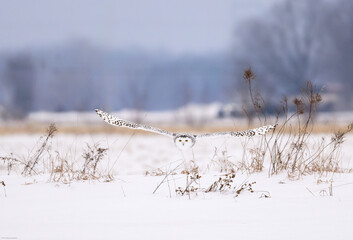Female Snowy Owl in flight over farmer's field covered in snow  - obrazy, fototapety, plakaty