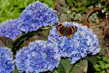 Red admiral butterfly (Vanessa Atalanta) perched on blue flower in Zurich, Switzerland - obrazy, fototapety, plakaty