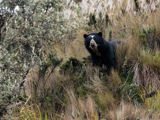 The Spectacled bear in the mountain   of Ecuador
