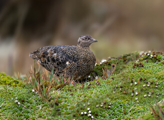 Rufous-bellied Seedsnipe portrait in  high Andes,  Ecuador