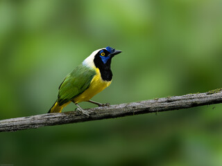 Inca Jay on mossy tree branch against dark green background
