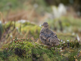 Rufous-bellied Seedsnipe portrait in  high Andes,  Ecuador