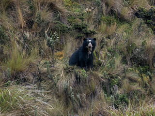The Spectacled bear in the mountain   of Ecuador - Powered by Adobe