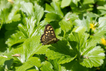 Speckled Wood Butterfly (Pararge aegeria) sitting on a green leaf in Zurich, Switzerland