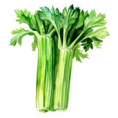 vegetable - Celery is commonly used as a flavoring agent in soups, stews, stocks, and salads, as well as a low-calorie snack.