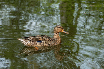 cane colvert nageant  au milieu de reflets