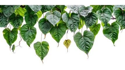Hanging tropical jungle with heart-shaped green leaves, white background generative ai