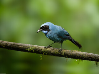 Inca Jay on mossy tree branch against dark green background