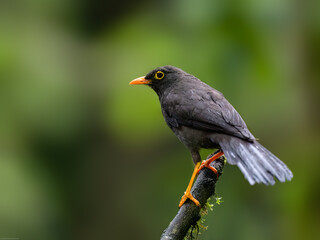 Great Thrush on mossy stick against green background