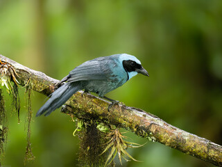 Turquoise Jay on mossy tree branch against dark green background