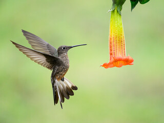 Giant Hummingbird  in flight collecting nectar from a flower on green yellow blur background