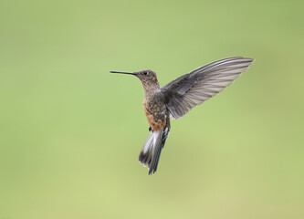 Giant Hummingbird  in flight on green yellow blur background
