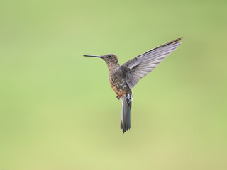 Giant Hummingbird  in flight on green yellow blur background