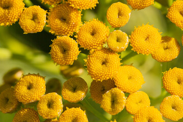 Close up shot of the bright yellow blossoms of common tansy (Tanacetum vulgare) in full bloom