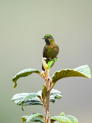 Fototapeta premium Tyrian Metaltail on a plant with green leaves