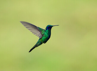 Sparkling Violetear Hummingbird  in flight on green yellow blur background