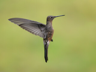 Fototapeta premium Giant Hummingbird in flight on green yellow blur background