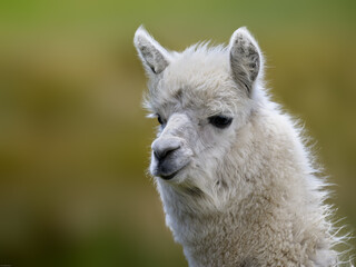 Obraz premium Alpaca closeup portrait on blur background