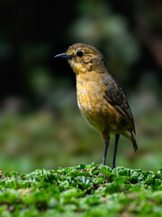 Tawny Antpitta  close-up portrait at Antisana Ecological Reserve in Ecuador 