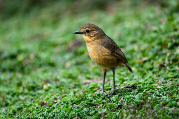 Tawny Antpitta  close-up portrait at Antisana Ecological Reserve in Ecuador 