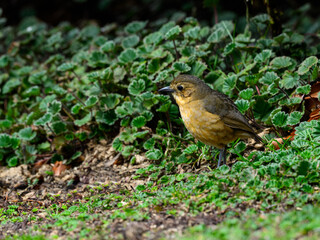 Tawny Antpitta  close-up portrait at Antisana Ecological Reserve in Ecuador 