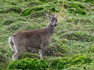 Andean White-tailed Deer on a paramo meadow in Antisana Volcano Ecological Reserve in Ecuadorian Andes