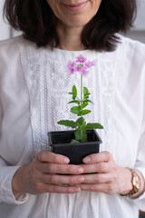 a woman holding plant of verbena in her hands