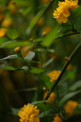 bush with yellow flower buds. yellow flowers. beautiful buds of yellow flowers blooming in spring. flowers close up