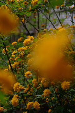 bush with yellow flower buds. yellow flowers. beautiful buds of yellow flowers blooming in spring. flowers close up
