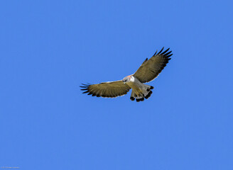 Variable Hawk in flight on blue sky