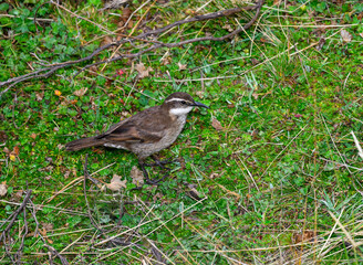 Chestnut-winged Cinclodes , high-altitude bird from Andes, Antisana, Ecuador