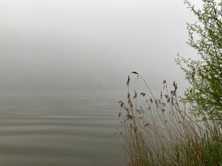 Einsame und trostlose Naturlandschaft am Fluss  im Nebel mit Gräsern für Trauer und Einsamkeit  - 784689360