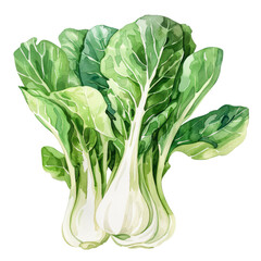 vegetable - Delicious.Bok choy.illustration ,.watercolor. - obrazy, fototapety, plakaty
