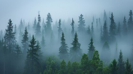Misty forest of evergreen trees - A dense evergreen forest shrouded in mist, invoking a sense of mystery and the beauty of nature - obrazy, fototapety, plakaty