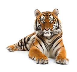 Majestic Tiger Laying Down on White Background