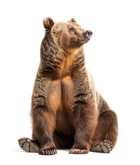 Brown bear seated looking upwards