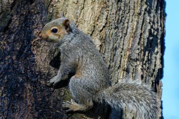 Baby Squirrels