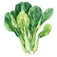 vegetable - Fresh.Bok choy.illustration ,.watercolor. - obrazy, fototapety, plakaty