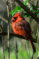 Cardinal