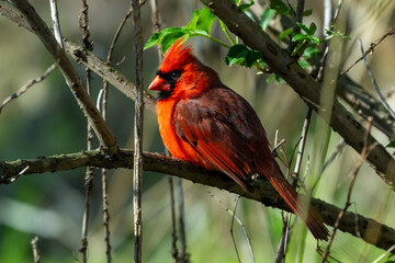 Cardinal