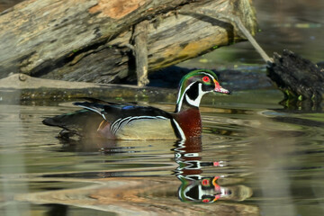 Wood Duck
