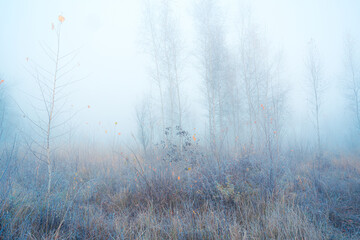 November dreamy frosty morning. Beautiful autumn misty cold scene. Fog and rime on the plants at the lush high grass meadow.