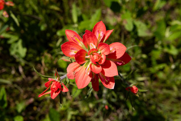 Overhead view of a beautiful, Indian Paintbrush flower in full bloom showing its bright red petals against the dark green grass and leaves surrounding it.