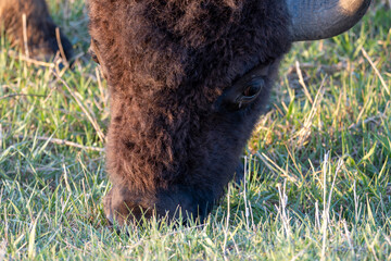 Fototapeta premium American Bison in the Prairie
