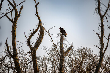 Turkey Vulture Perched on a dead tree